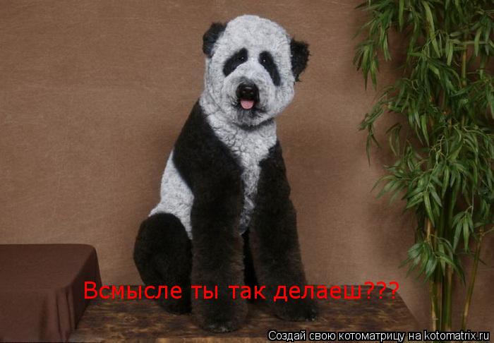 Котоматрица: Всмысле ты так делаеш???