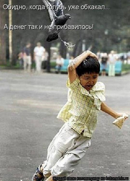Котоматрица: Обидно, когда голубь уже обкакал... А денег так и не прибавилось!