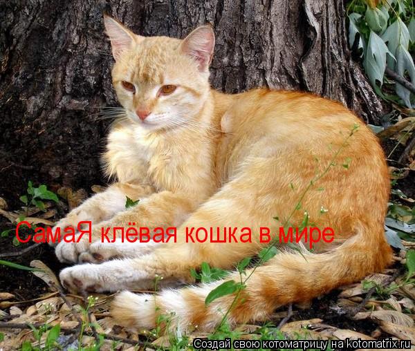 Котоматрица: СамаЯ клёвая кошка в мире