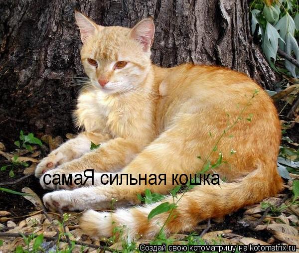 Сильная кошка