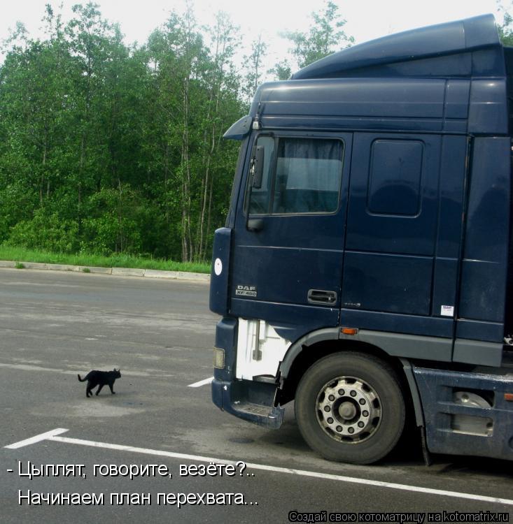 Котоматрица: - Цыплят, говорите, везёте?.. Начинаем план перехвата...