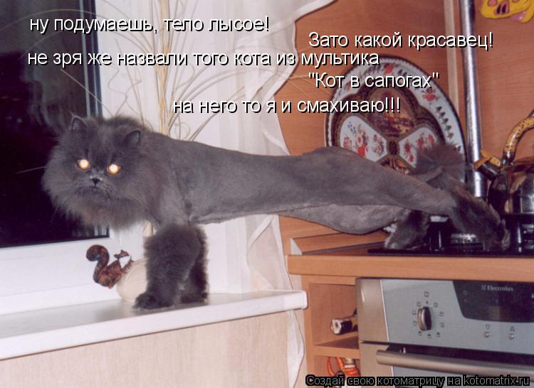 Котоматрица: ну подумаешь, тело лысое! Зато какой красавец! "Кот в сапогах" не зря же назвали того кота из мультика на него то я и смахиваю!!!