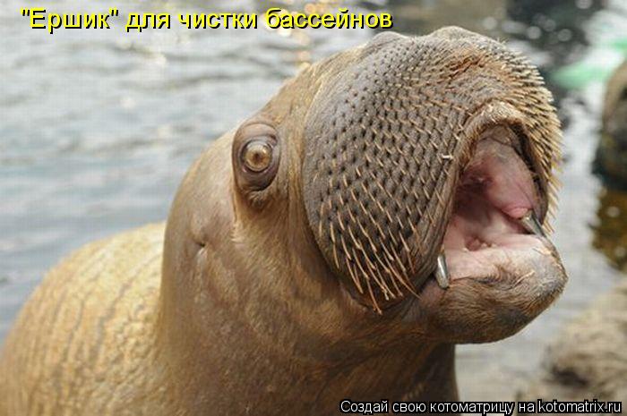 Котоматрица: "Ершик" для чистки бассейнов