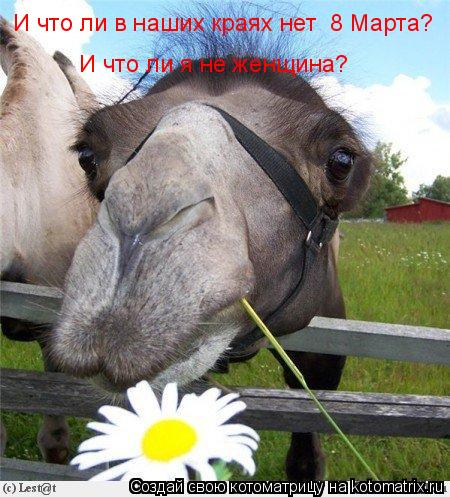 Котоматрица: И что ли в наших краях нет  8 Марта? И что ли я не женщина?