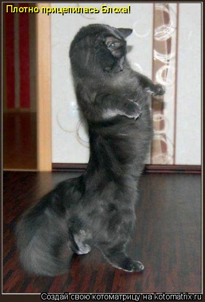 Котоматрица: Плотно прицепилась Блоха!
