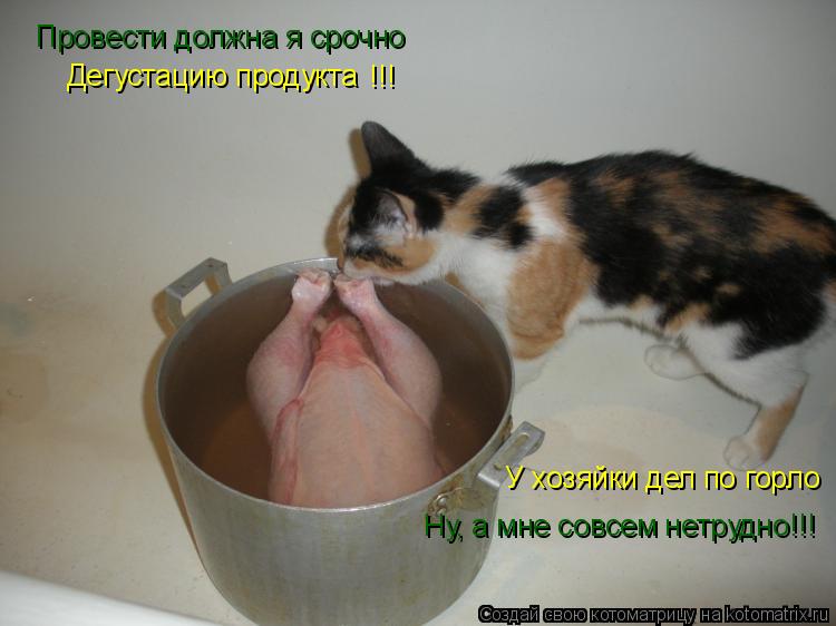 Котоматрица: Провести должна я срочно Дегустацию продукта !!! У хозяйки дел по горло  Ну, а мне совсем нетрудно!!!