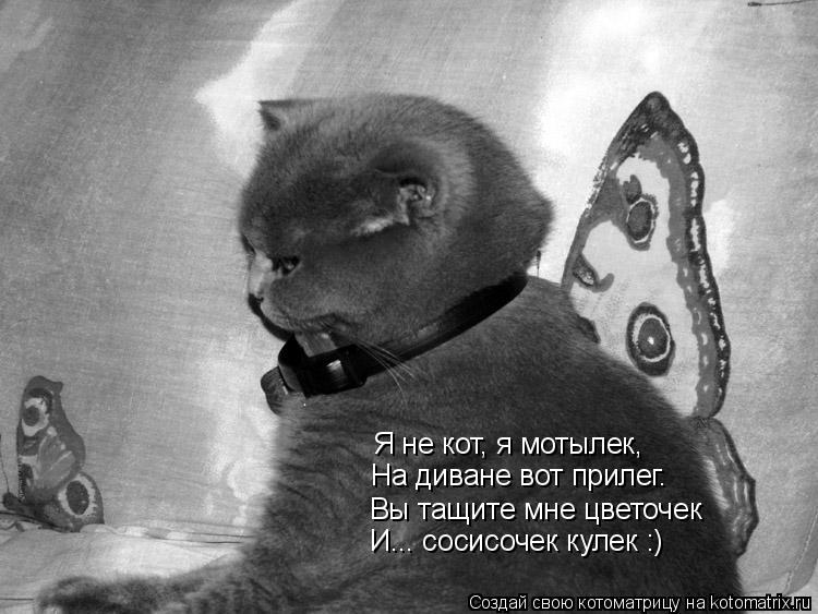 Котоматрица: Я не кот, я мотылек, На диване вот прилег. Вы тащите мне цветочек И... сосисочек кулек :)