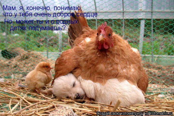Мам, я, конечно, понимаю, что у тебя очень доброе сердце Но, может ты и о родных детях подумаешь?... Котоматрица: Мам, я, конечно, понимаю, что у тебя очень доброе сердце Но, может ты и о родных детях подумаешь?