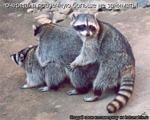 Котоматрица: очередь в прачечную больше не занимать!