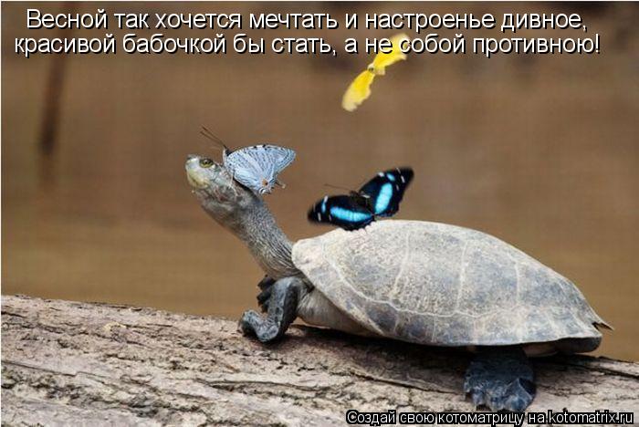 Котоматрица: Весной так хочется мечтать и настроенье дивное, красивой бабочкой бы стать, а не собой противною!