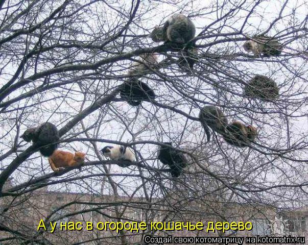 Котоматрица: А у нас в огороде кошачье дерево