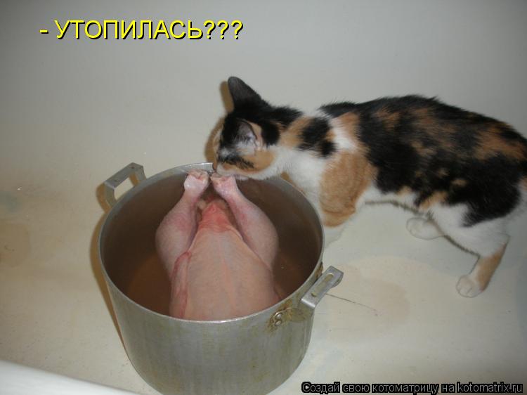 - УТОПИЛАСЬ???... Котоматрица: - УТОПИЛАСЬ???