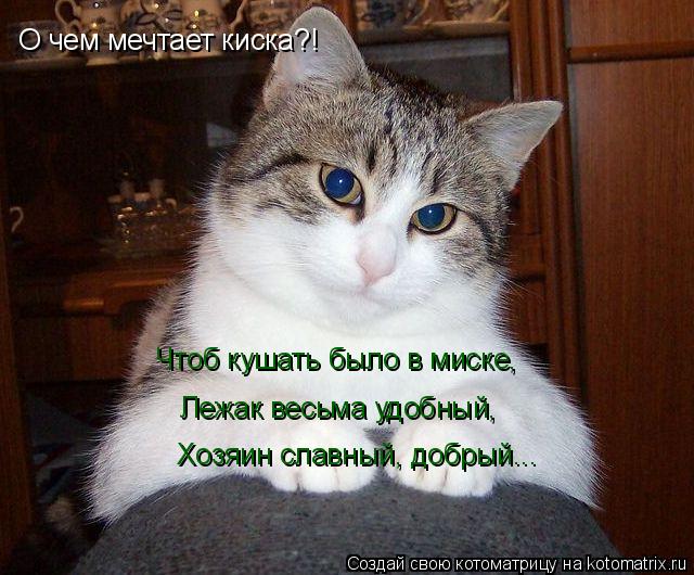Котоматрица: О чем мечтает киска?! Чтоб кушать было в миске, Лежак весьма удобный, Хозяин славный, добрый...