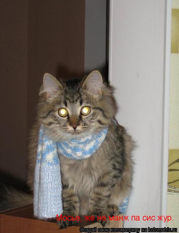 Котоматрица: Мосье, же не манж па сис жур.