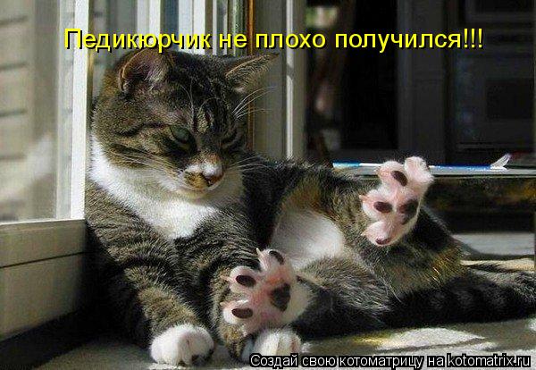 Котоматрица: Педикюрчик не плохо получился!!!