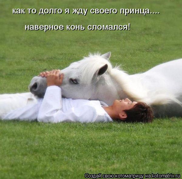 Котоматрица: как то долго я жду своего принца.... наверное конь сломался!