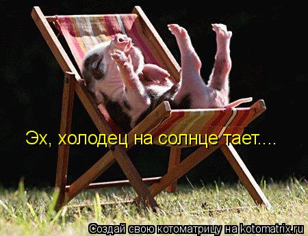 Котоматрица: Эх, холодец на солнце тает....