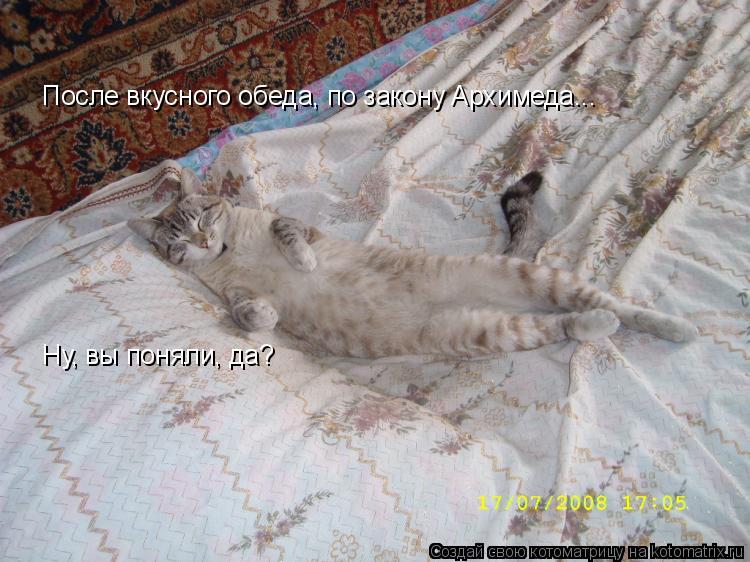 Котоматрица: После вкусного обеда, по закону Архимеда... Ну, вы поняли, да?