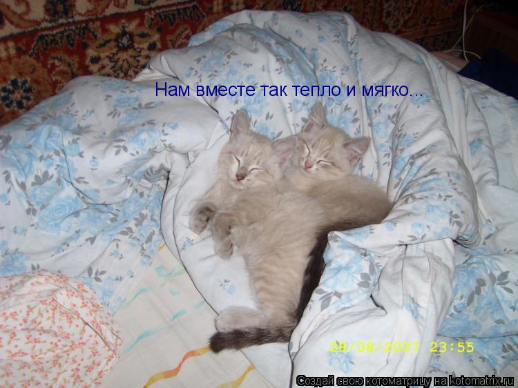 Котоматрица: Нам вместе так тепло и мягко...