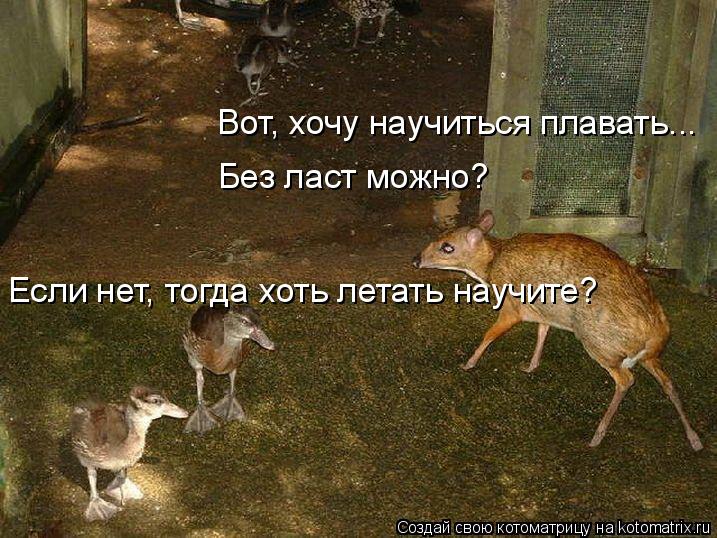 Котоматрица: Вот, хочу научиться плавать... Без ласт можно? Если нет, тогда хоть летать научите?