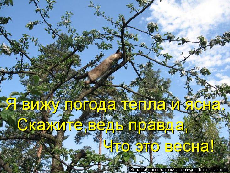 Котоматрица: Я вижу погода тепла и ясна. Скажите,ведь правда, Что это весна!
