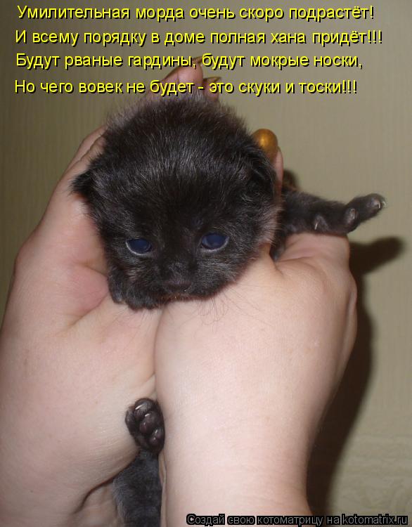 Умилительная морда очень скоро подрастёт! И всему порядку в доме полная хана придёт!!! Будут рваные г... Котоматрица: Умилительная морда очень скоро подрастёт! И всему порядку в доме полная хана придёт!!! Будут рваные гардины, будут мокрые носки, Но чего вове