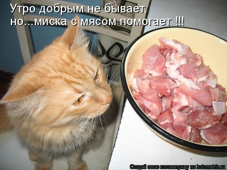 Котоматрица: Утро добрым не бывает, но...миска с мясом помогает !!!