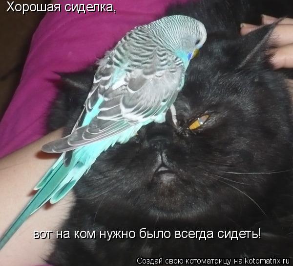 Котоматрица: Хорошая сиделка,  вот на ком нужно было всегда сидеть!