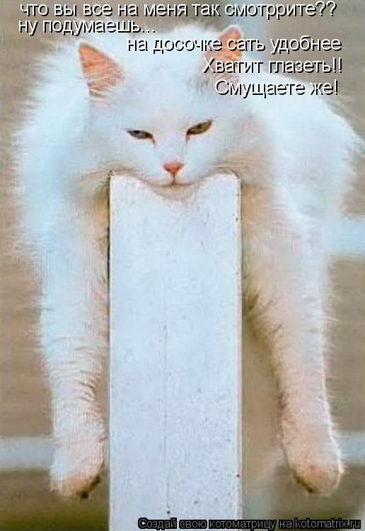 Котоматрица: что вы все на меня так смотррите?? ну подумаешь...  на досочке сать удобнее Хватит глазеть!! Смущаете же!