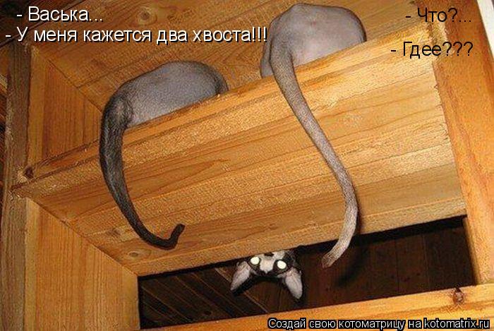Котоматрица: - Васька... - Что?... - У меня кажется два хвоста!!! - Гдее???