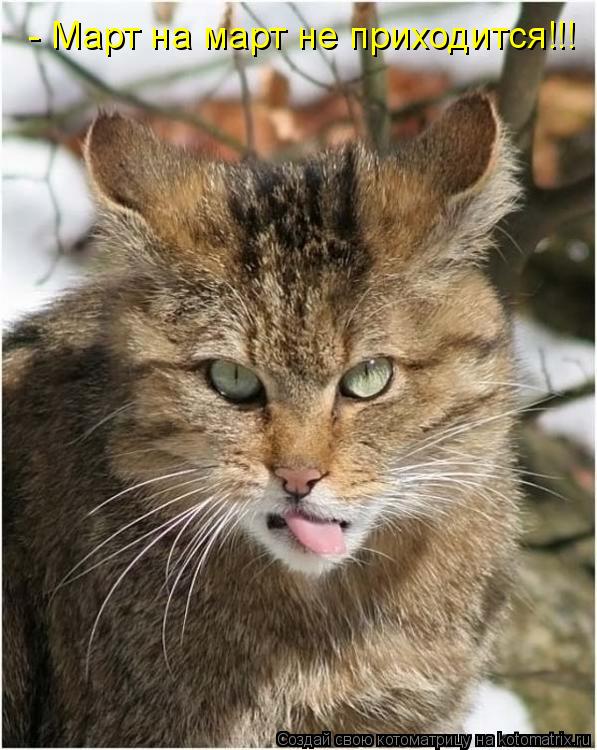 Котоматрица: - Март на март не приходится!!!