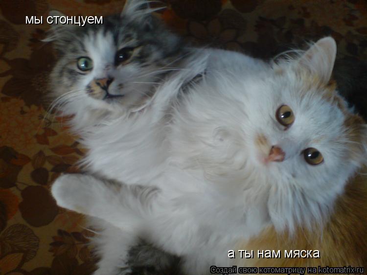 Котоматрица: мы стонцуем мы стонцуем а ты нам мяска