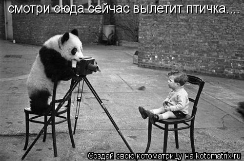 Котоматрица: смотри сюда сейчас вылетит птичка....