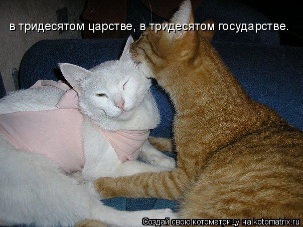 Котоматрица: в тридесятом царстве, в тридесятом государстве.