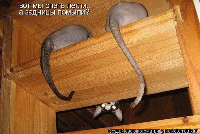 Котоматрица: вот мы спать легли.. а задницы помыли?