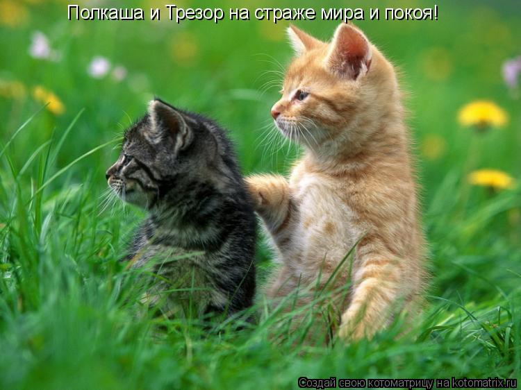 Котоматрица: Полкаша и Трезор на страже мира и покоя!