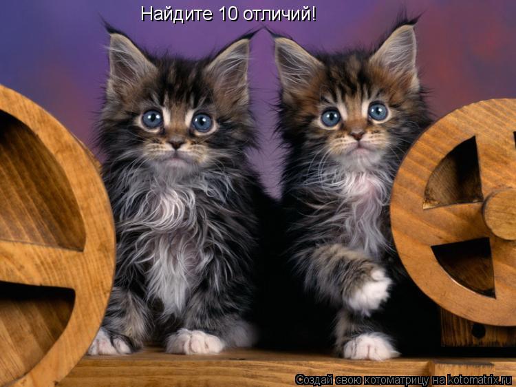 Котоматрица: Найдите 10 отличий!