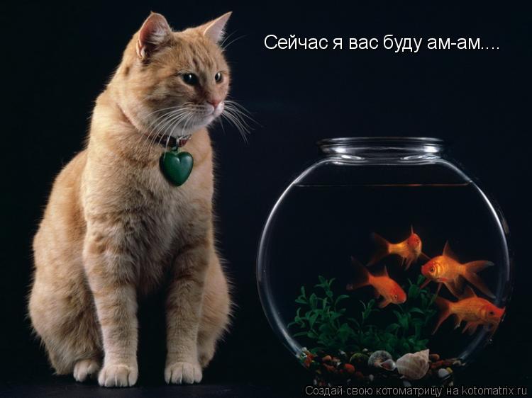 Котоматрица: Сейчас я вас буду ам-ам....