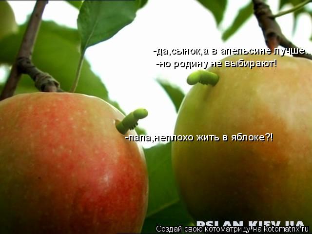 Котоматрица: -папа,неплохо жить в яблоке?! -да,сынок,а в апельсине лучше.. -но родину не выбирают!