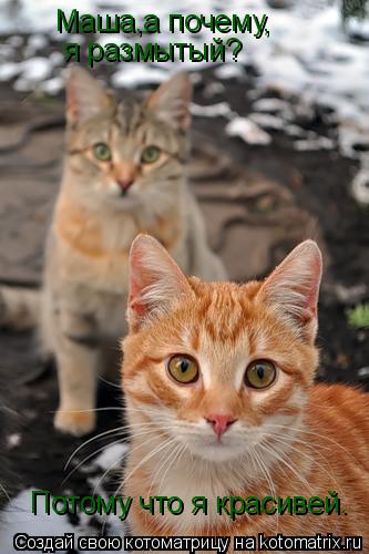 Котоматрица: Маша,а почему, я размытый? Потому что я красивей.