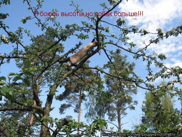 Котоматрица: Я боюсь высоты,но собак больше!!!