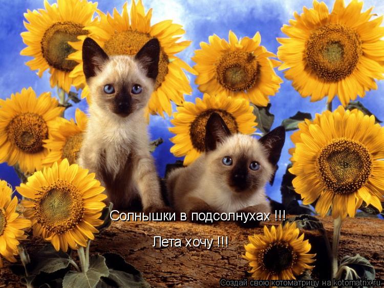 Котоматрица: Солнышки в подсолнухах !!! Лета хочу !!!