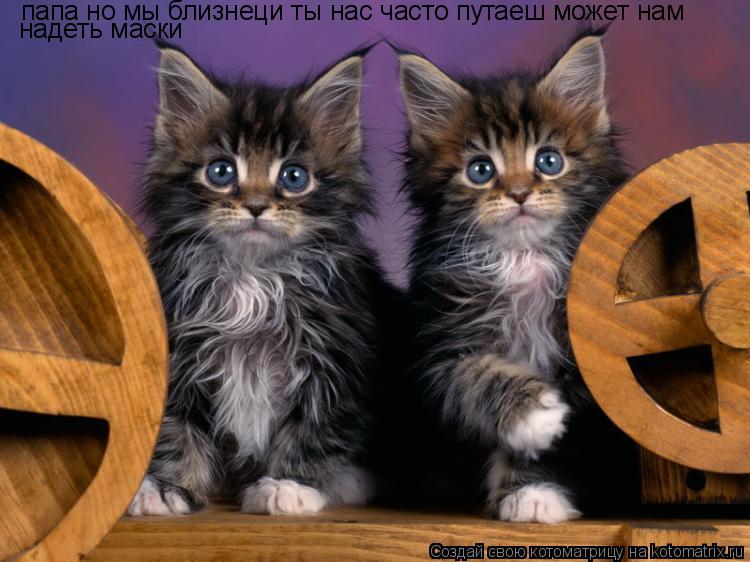 Котоматрица: папа но мы близнеци ты нас часто путаеш может нам надеть маски