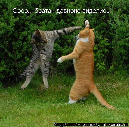Оооо....братан давноне виделись!... Котоматрица: Оооо....братан давноне виделись!