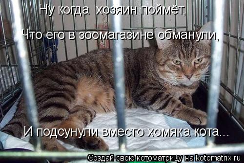 Котоматрица: Ну когда  хозяин поймёт,  Что его в зоомагазине обманули, И подсунули вместо хомяка кота...