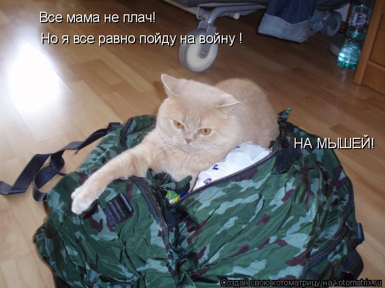 Все мама не плач! Но я все равно пойду на войну ! НА МЫШЕЙ!... Котоматрица: Все мама не плач! Но я все равно пойду на войну ! НА МЫШЕЙ!