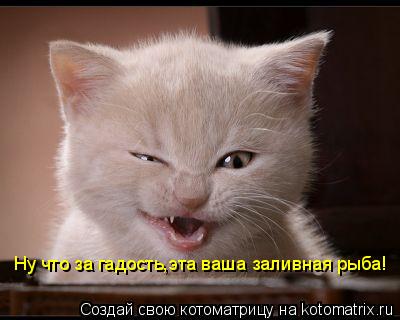 Котоматрица: Ну что за гадость,эта ваша заливная рыба!