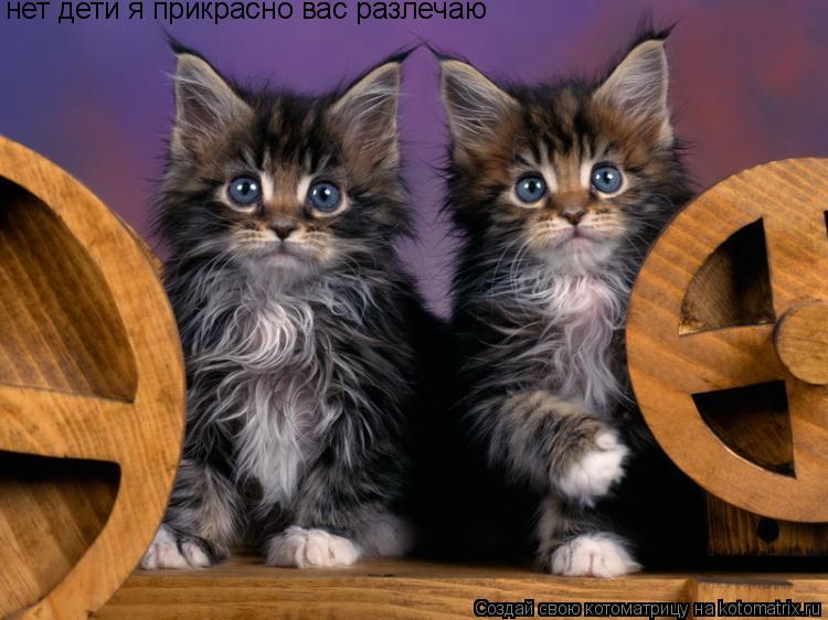 Котоматрица: нет дети я прикрасно вас разлечаю