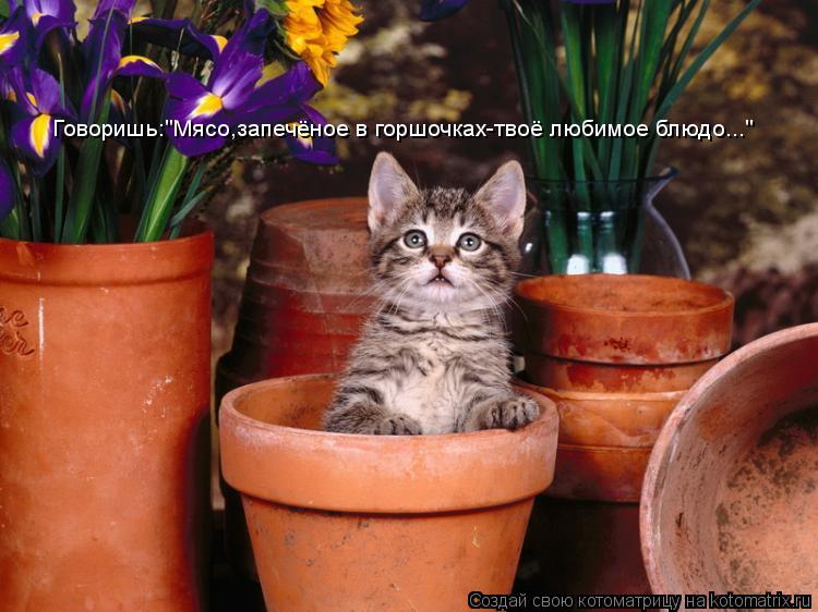 Котоматрица: Говоришь:"Мясо,запечёное в горшочках-твоё любимое блюдо..."