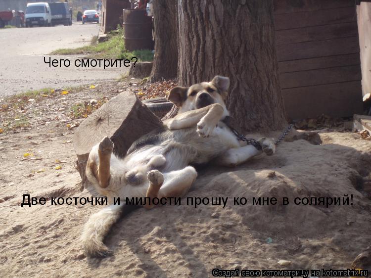 Котоматрица: Чего смотрите? Две косточки и милости прошу ко мне в солярий!